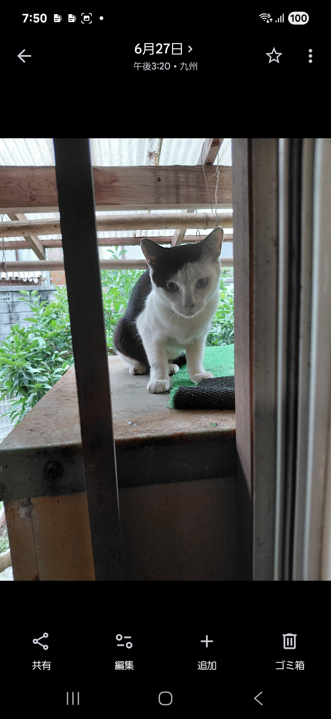 愛猫家の大工が考えるキャットウォークの写真